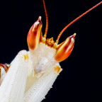 Hymenopus Coronatus Männchen Portrait