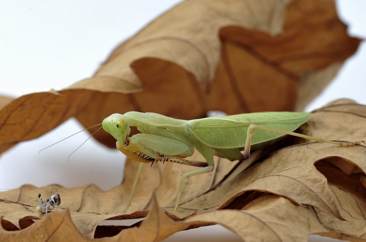 Sphodromantis lineola