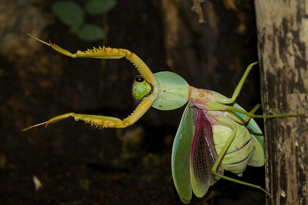 Rhombodera sp. "Thailand"