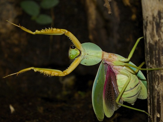 Rhombodera sp. "Thailand"