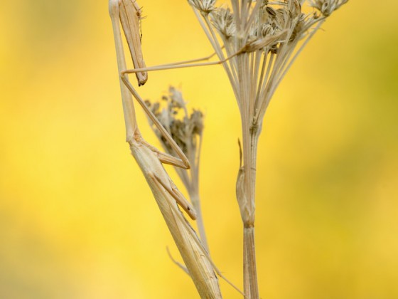 Hypsicorypha gracilis