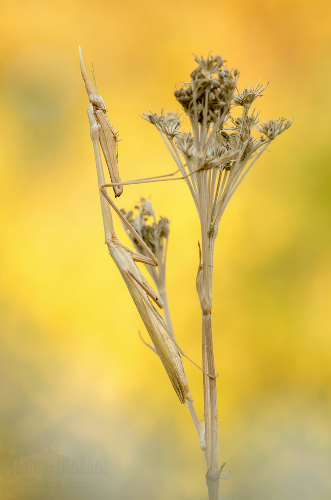 Hypsicorypha gracilis