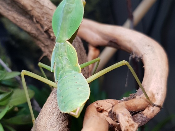 Rhombodera basalis in L8