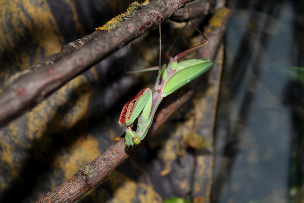 Hierodula majuscula