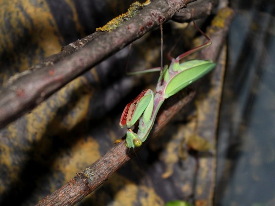 Hierodula majuscula