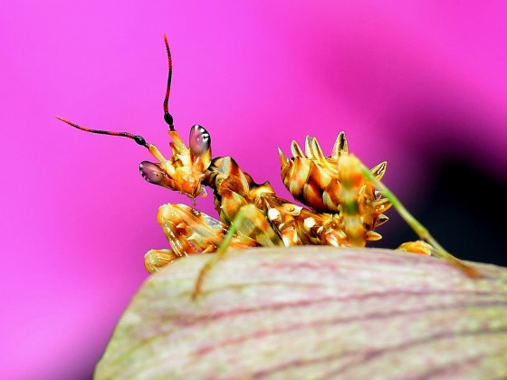 Pseudocreobrata wahlbergii