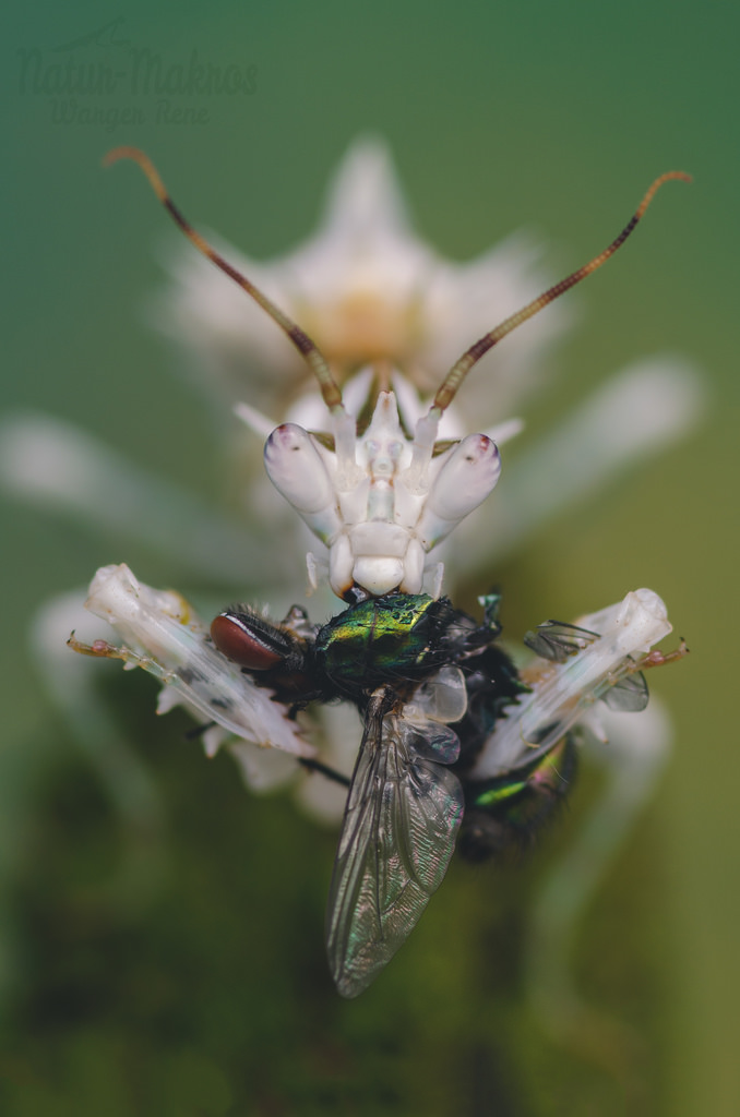 Pseudocreobotra wahlbergii 1.0, subadult