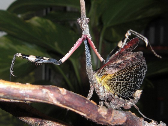 adultes Phyllothelys werneri Weibchen