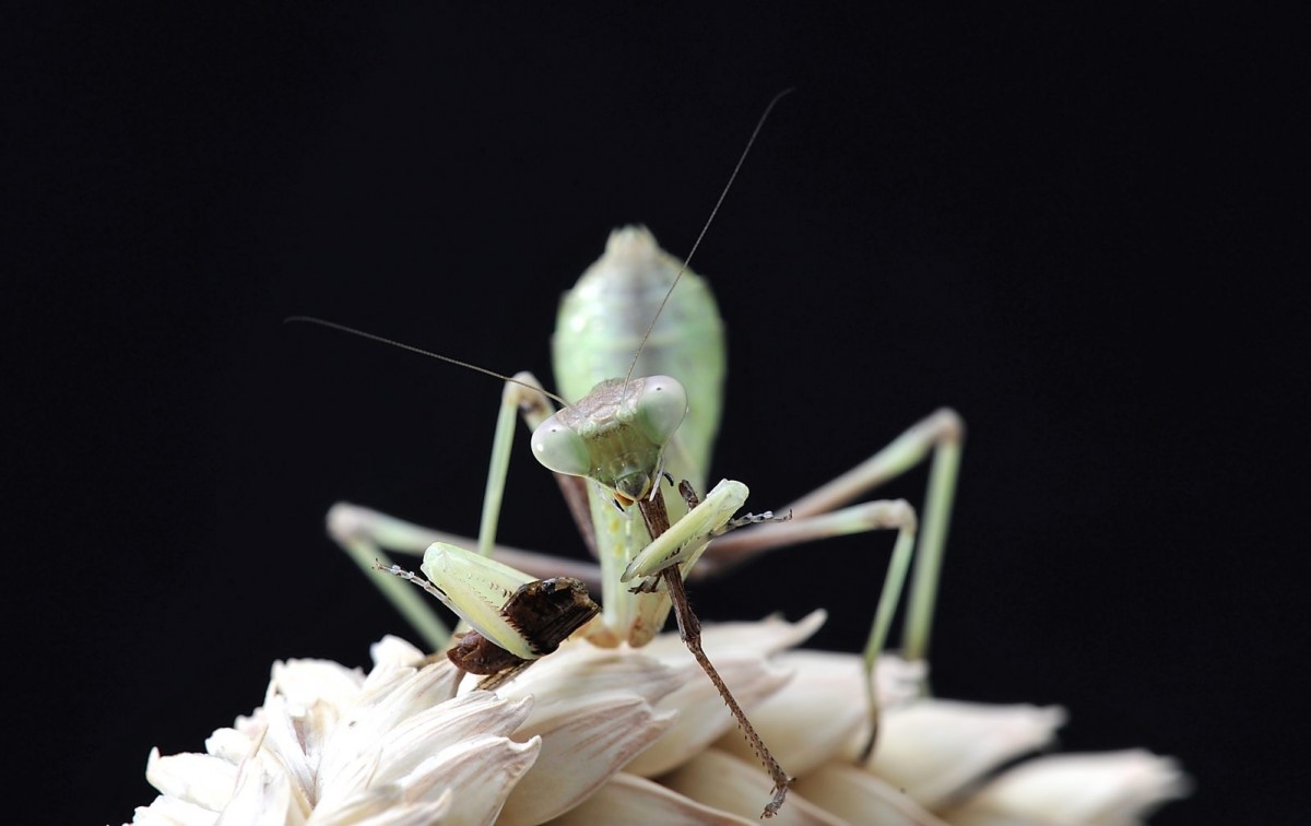 Sphodromantis viridis