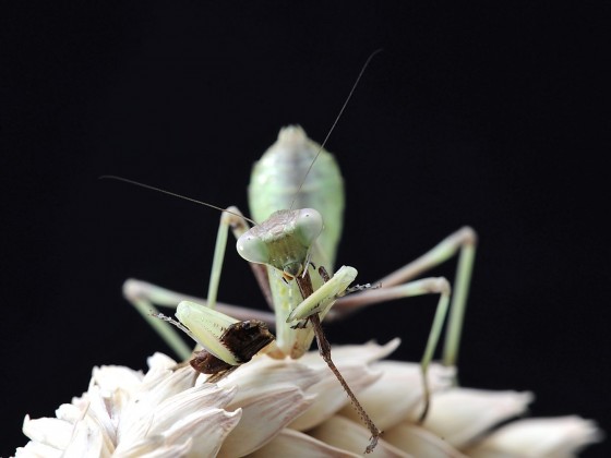 Sphodromantis viridis