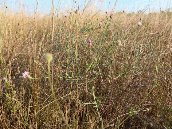 Mantis Religiosa in natürl. Umgebung