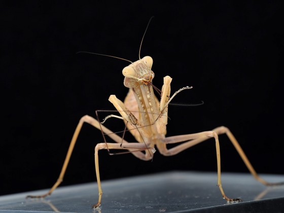 Sphodromantis viridis