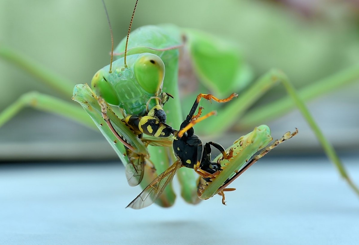 Hierodula spec eating a Wasp