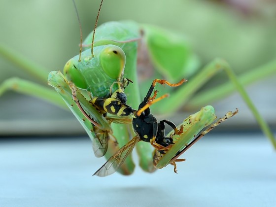 Hierodula spec eating a Wasp