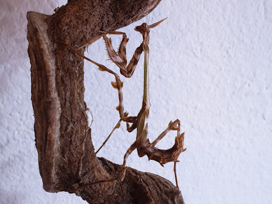 Zoolea lobipes subadult