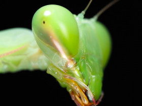 Hierodula membranacea - Female Portrait