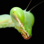 Hierodula membranacea - Female Portrait