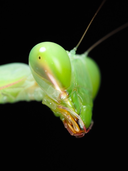 Hierodula membranacea - Female Portrait