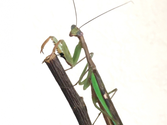 Polyspilota griffinii 1.0 Adult