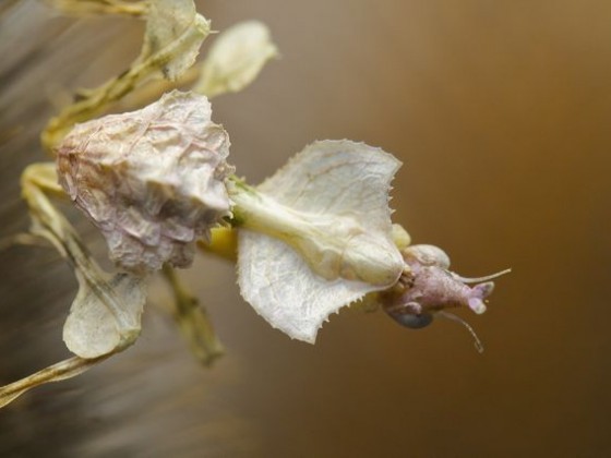 Idolomantis diabolica