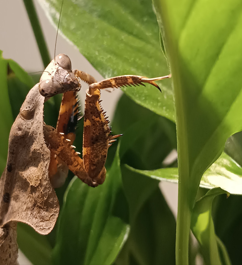 Deroplatys lobata Weibchen