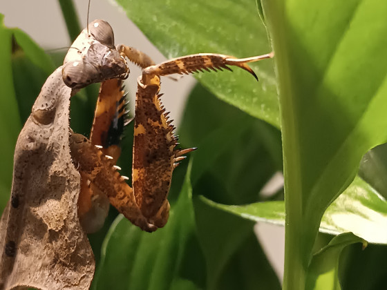 Deroplatys lobata Weibchen