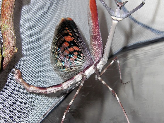 adultes Heterochaeta orientalis Weibchen