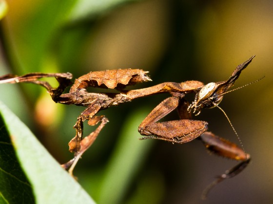 Phyllocrania Paradoxa L3