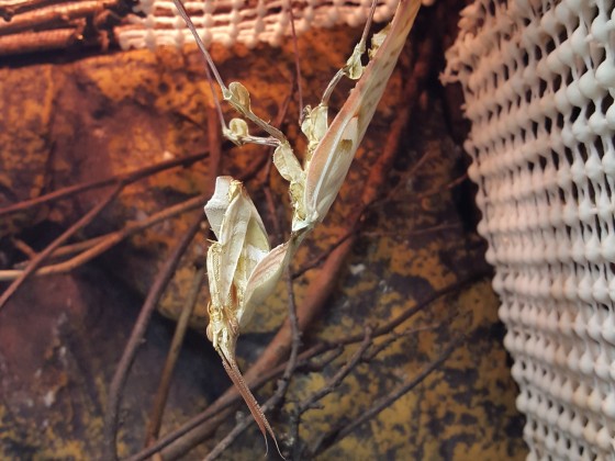 Idolomantis 1.0, 2 Tage Adult