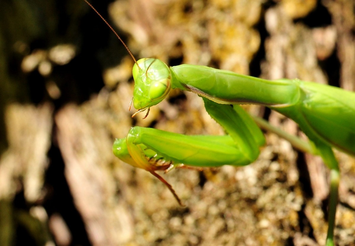 Mantis religiosa