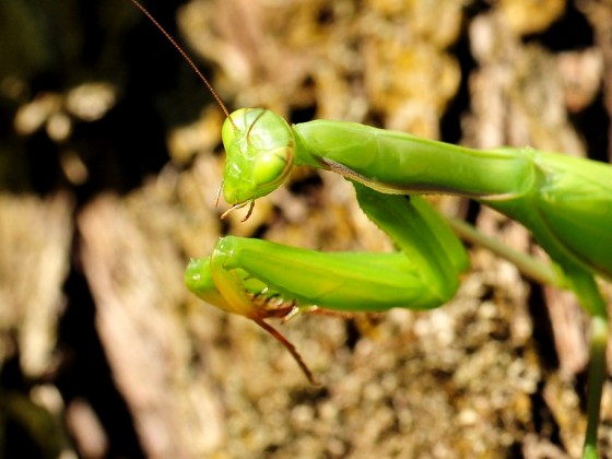 Mantis religiosa