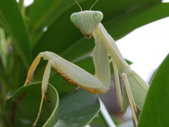 Sphodromantis lineola