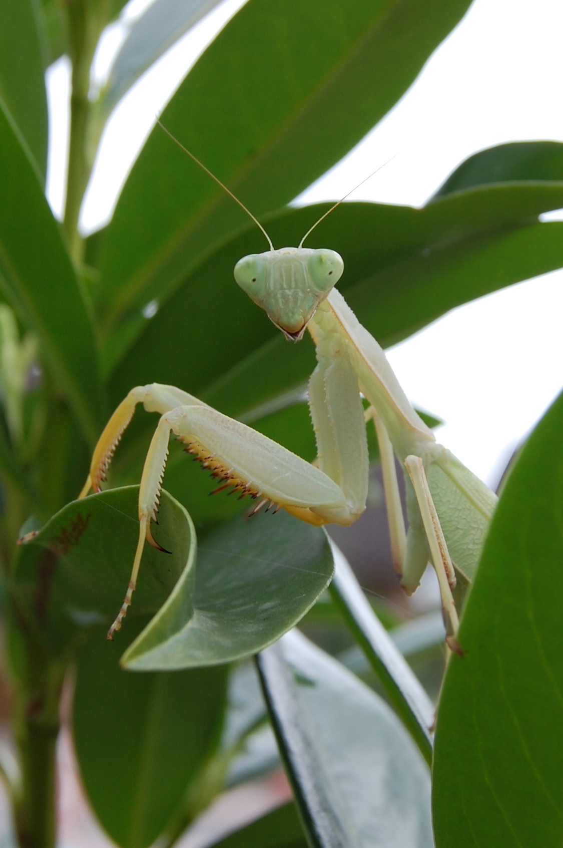 Sphodromantis lineola