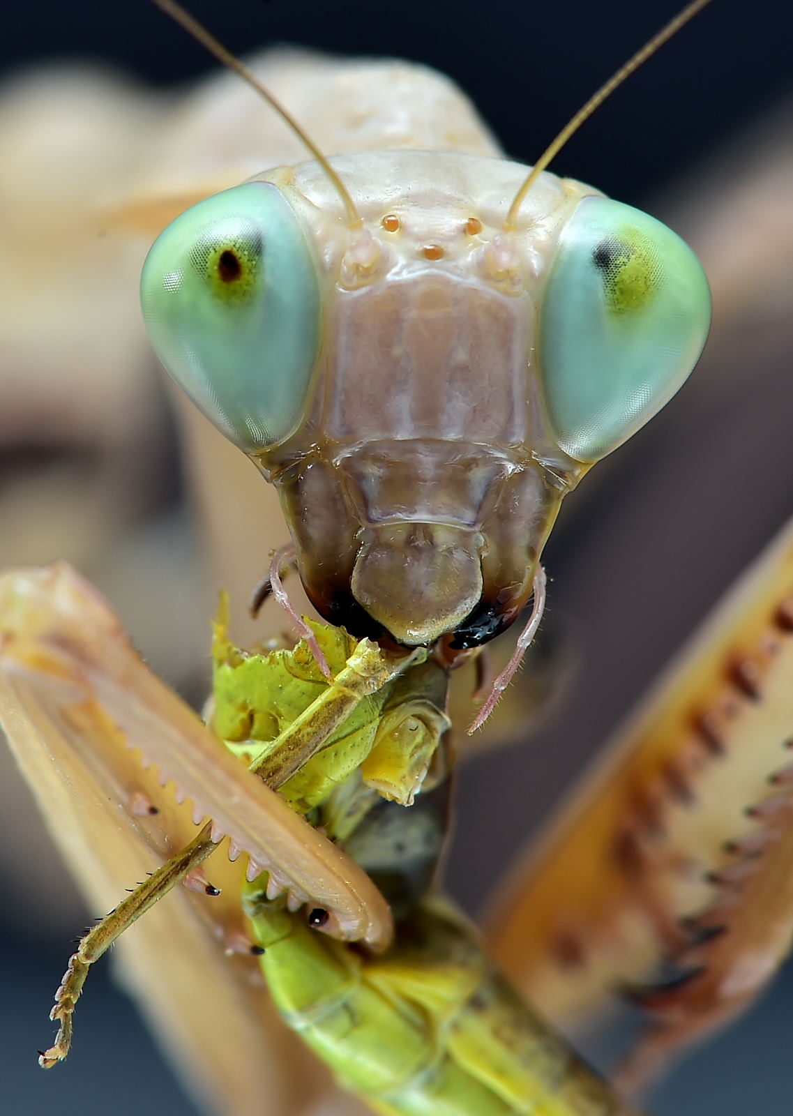 Hierodula quinqueparellata