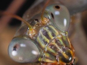 Plistospilota sp. Male Portrait