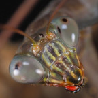 Plistospilota sp. Male Portrait