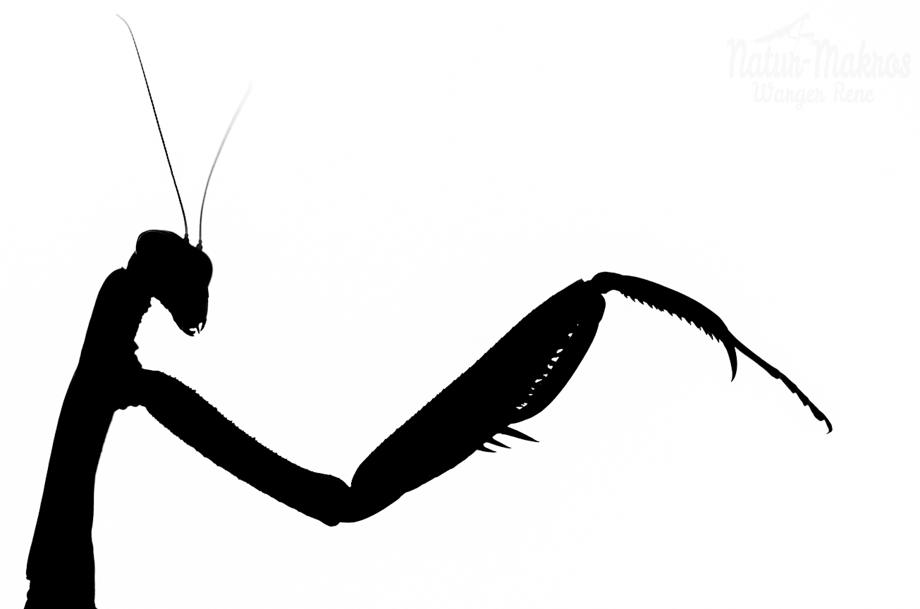 Mantis religiosa 0.1 adult
