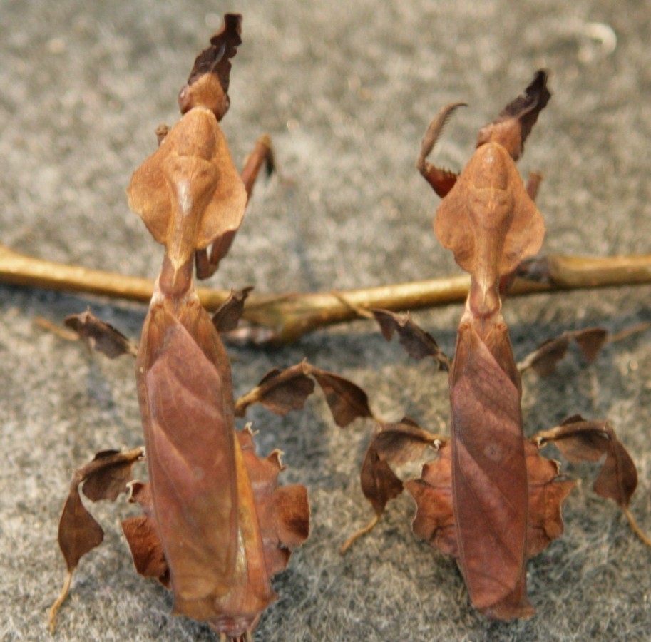 Phyllocrania paradoxa