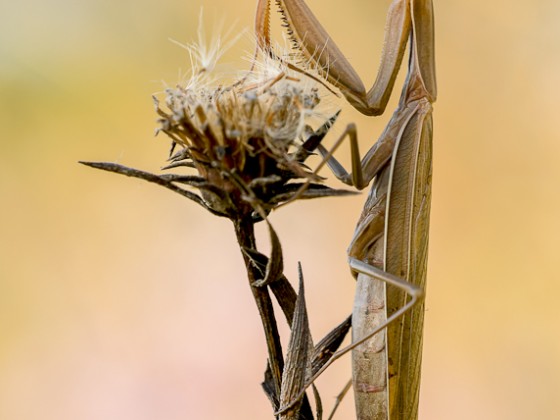 Mantis religiosa