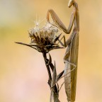 Mantis religiosa