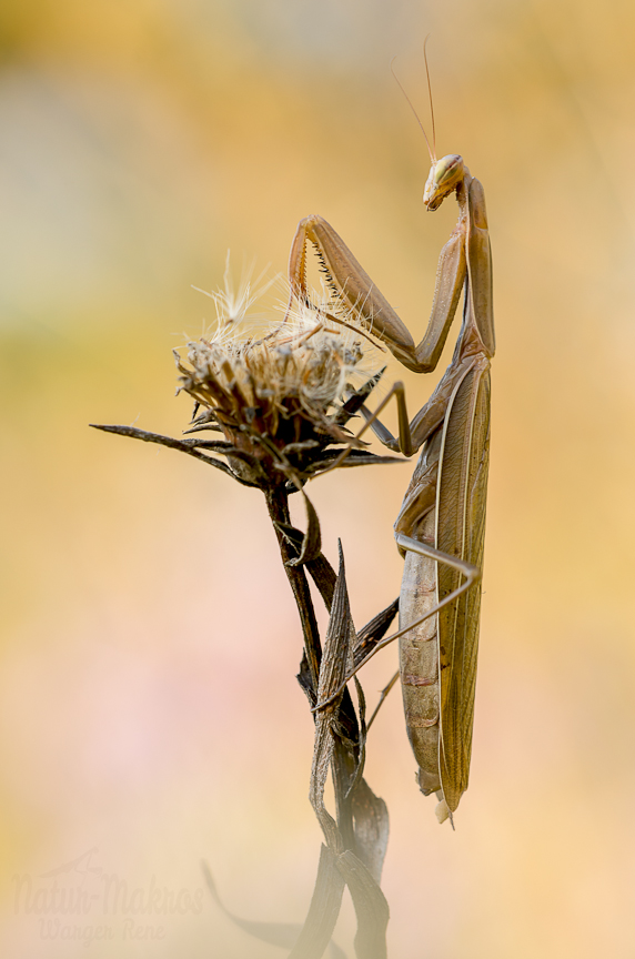 Mantis religiosa