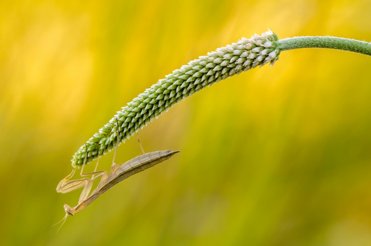 Mantis religiosa