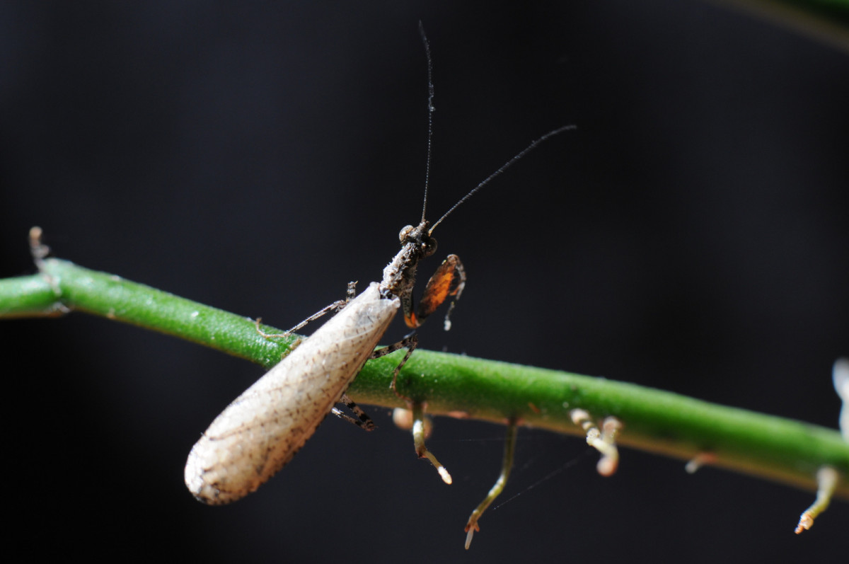 Oxypilus hamatus - frisch adultes Männchen