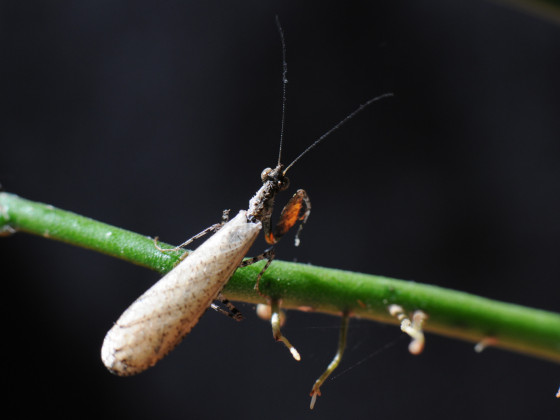 Oxypilus hamatus - frisch adultes Männchen