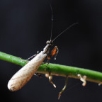 Oxypilus hamatus - frisch adultes Männchen