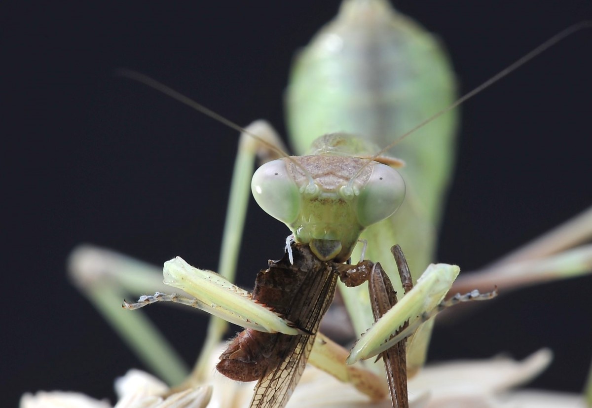 Sphodromantis viridis