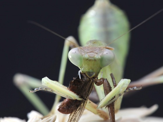 Sphodromantis viridis