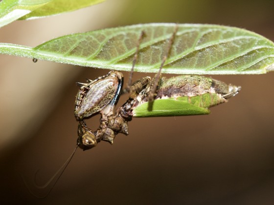 Pachymantis sp.