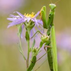 Mantis religiosa