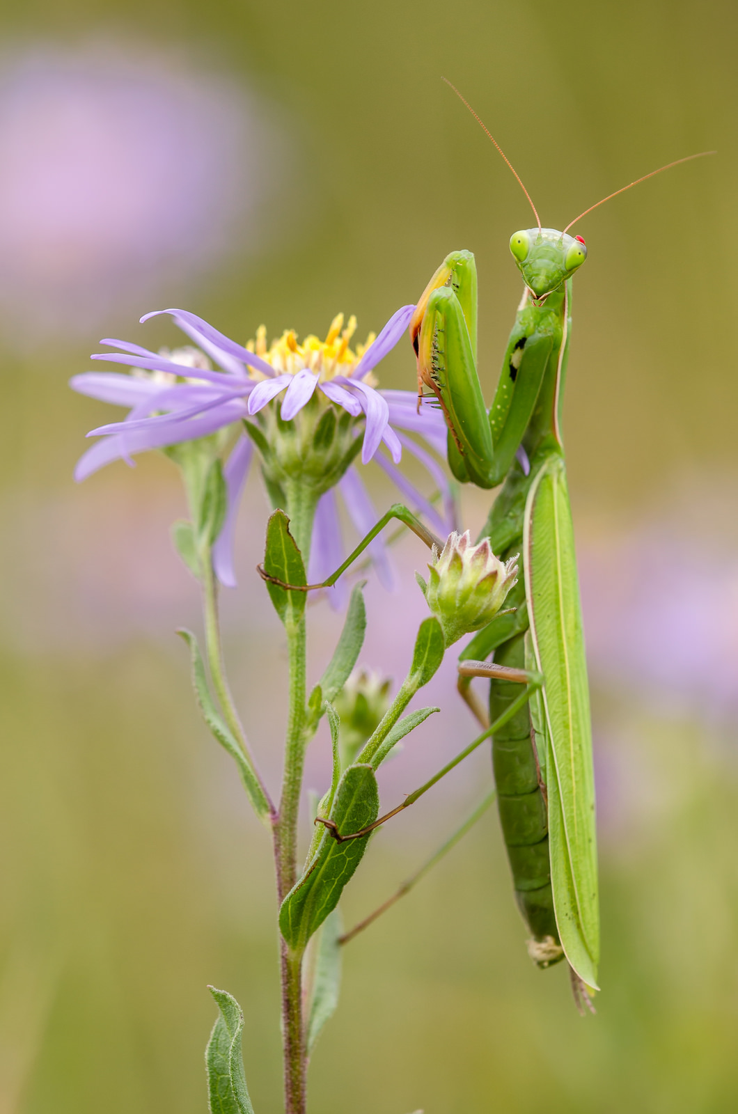 Mantis religiosa